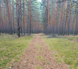 Прирезка лесных участков Кадастровые работы в Волоколамске и Волоколамском районе